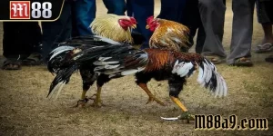 Đá Gà Cựa Dao M88