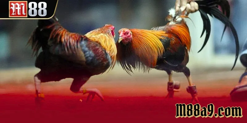 Đá Gà Cựa Sắt M88 Đỉnh cao đá gà mạng